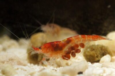 Halocaridina​ rubra
