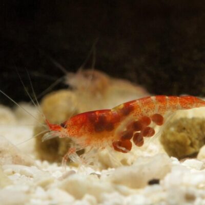 Halocaridina​ rubra