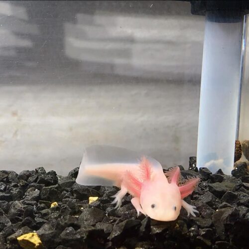 axolotl