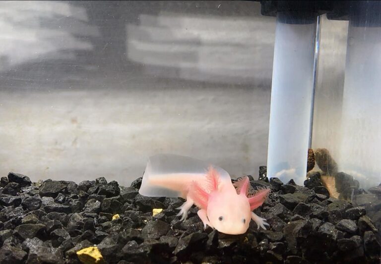 axolotl