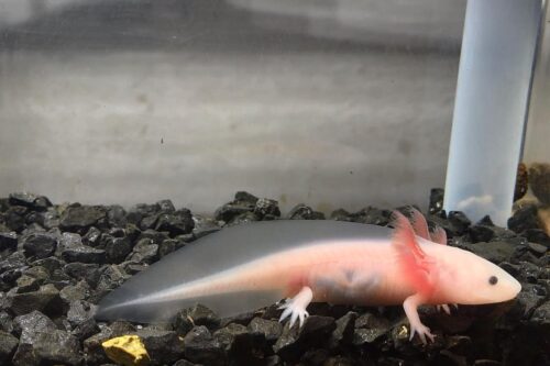 axolotl