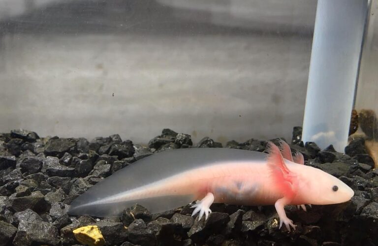 axolotl