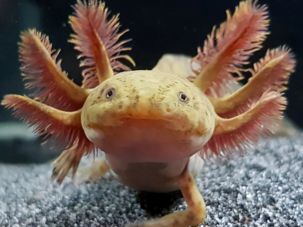 Axolotl Copper Axanthic 1012 cm GREKOFF.cz