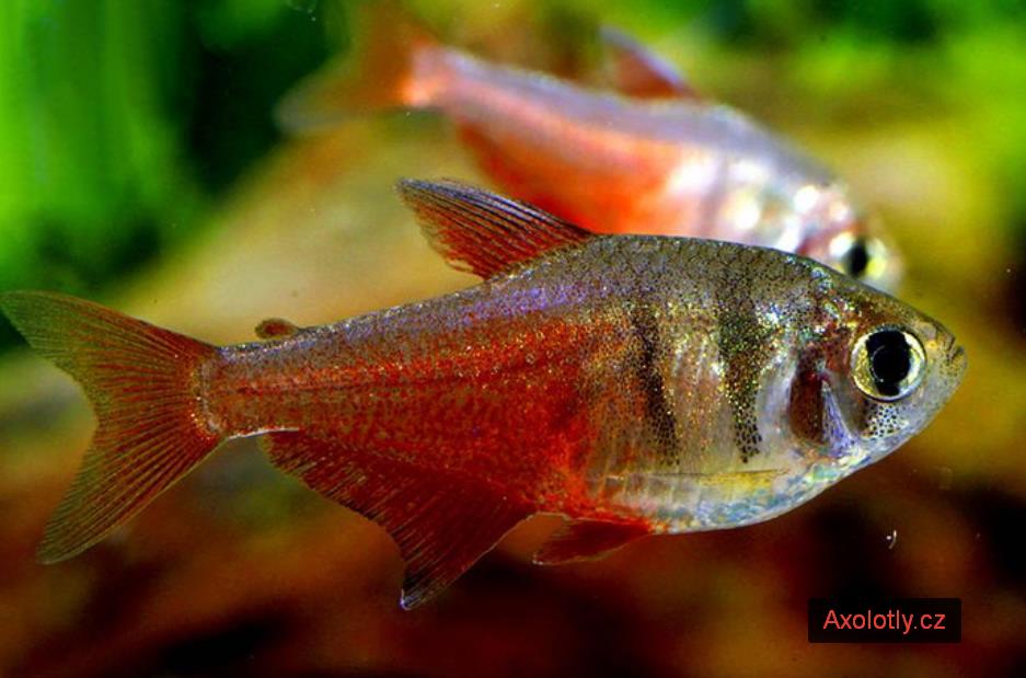 Tetra červená