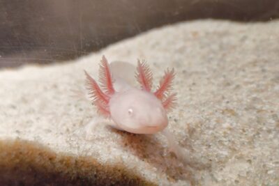 Axolotl růžový s červenýma očima