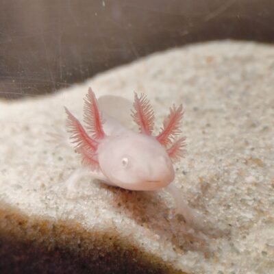 Axolotl růžový s červenýma očima