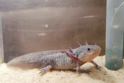 Axolotl levandule