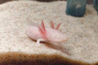 Axolotl růžový s červenýma očima