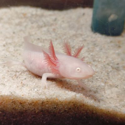 Axolotl růžový s červenýma očima