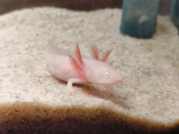 Axolotl růžový s červenýma očima