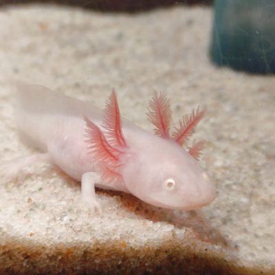 Axolotl růžový s červenýma očima