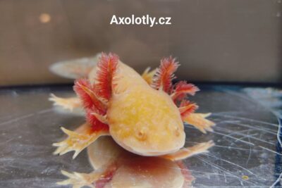 Axolotl má velmi zářivou zlatou barvu