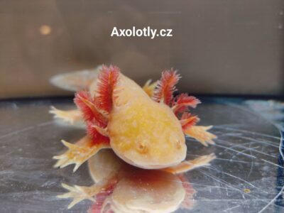 Axolotl má velmi zářivou zlatou barvu