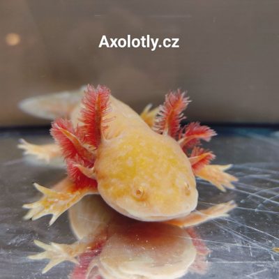 Axolotl má velmi zářivou zlatou barvu