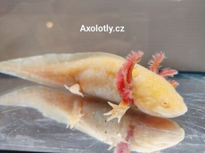 Axolotl má velmi zářivou zlatou barvu