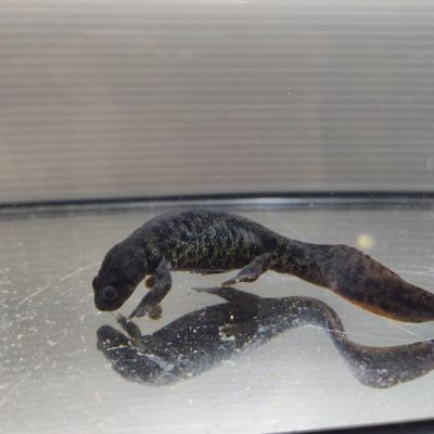 Žebrovník Waltlův