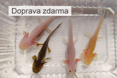4 axolotli - zlatý, albín, bílý a hnědý