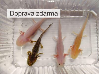 4 axolotli - zlatý, albín, bílý a hnědý