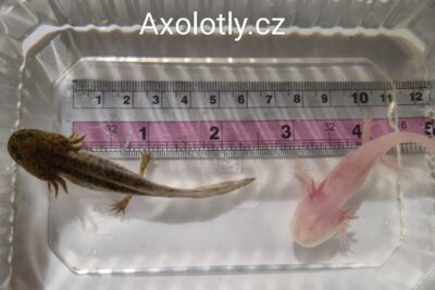 Dva axolotli, hnědí a růžoví