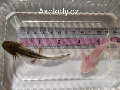 Dva axolotli, hnědí a růžoví