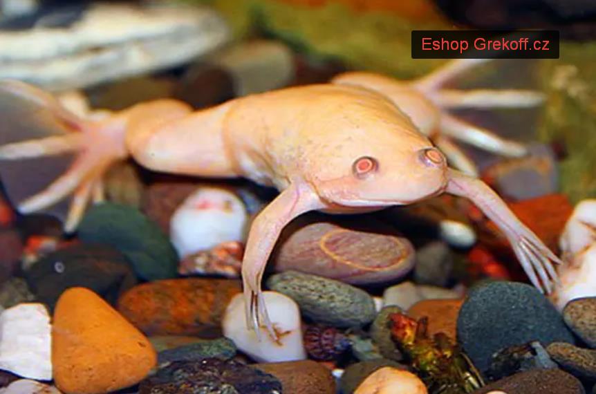 Chov žab v akváriu