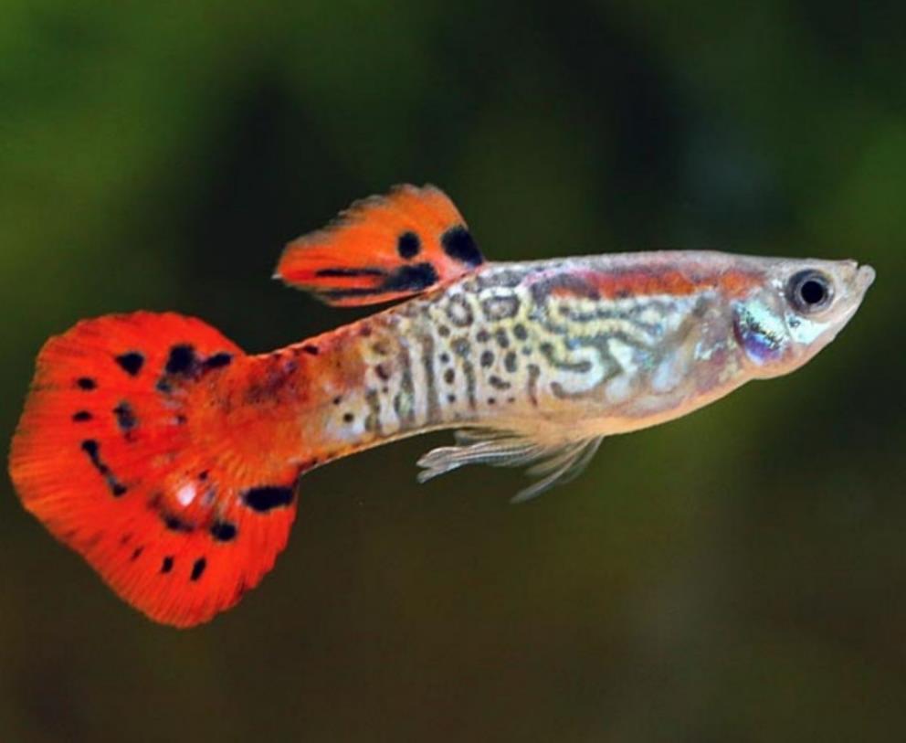 Gupky (Poecilia reticulata)