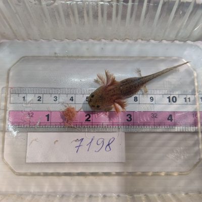 Nabízíme axolotla v jediném exempláři,