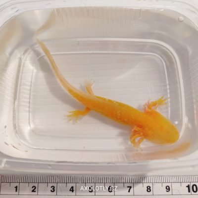 Axolotl zlatý (Gold) 7–11 cm