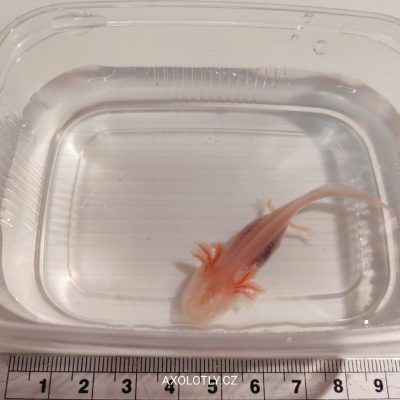 Axolotl albín (Albino) 5–7 cm