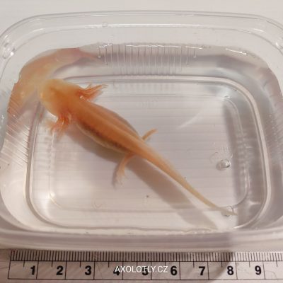 Axolotl albín (Albino) 7–11 cm