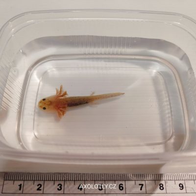 Axolotl Cooper 5–7 cm