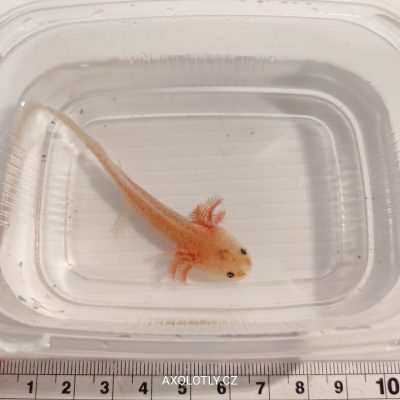Axolotl Cooper 5–7 cm