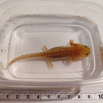 Axolotl Cooper 7–11 cm