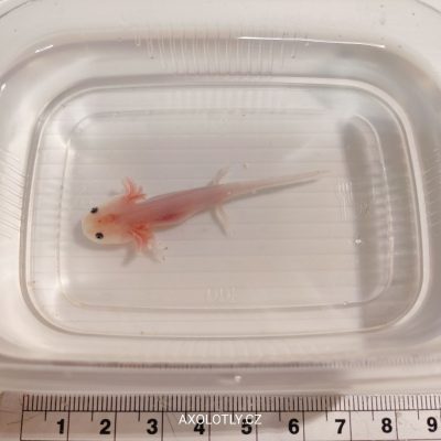 Axolotl leucistický (Leucistic) 5–7 cm