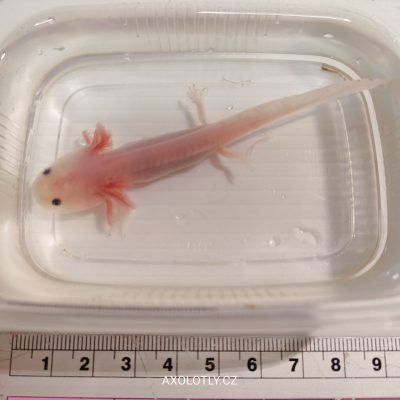 Axolotl leucistický (Leucistic) 7–11 cm
