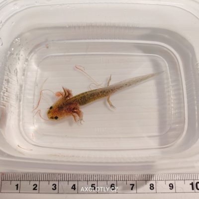 Axolotl Wild (přírodní forma) 5–7 cm