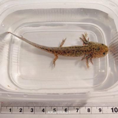 Axolotl Wild (přírodní forma) 7–11 cm