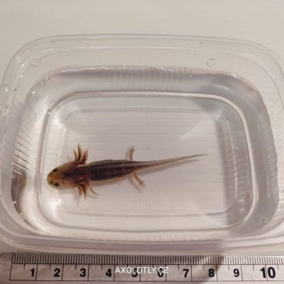 Axolotl Wild (přírodní forma) 5–7 cm