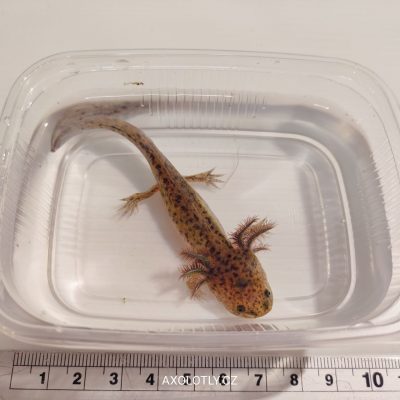 Axolotl Wild (přírodní forma) 7–11 cm