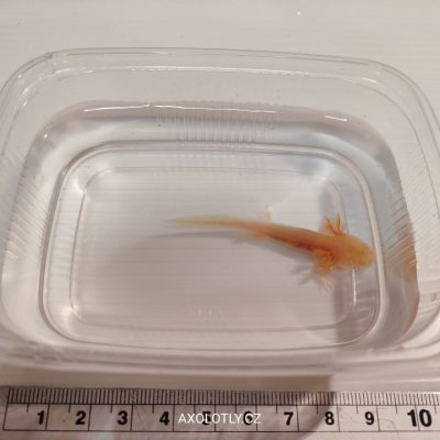 Axolotl zlatý (Gold) 5–7 cm