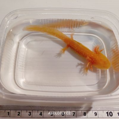 Axolotl zlatý (Gold) 7–11 cm