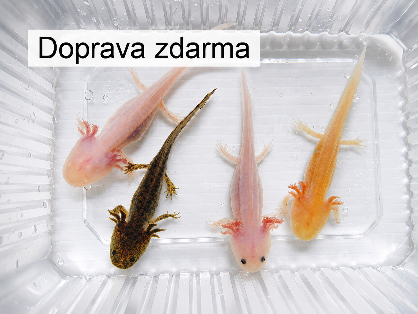 4 axolotli – zlatý, albín, bílý a hnědý
